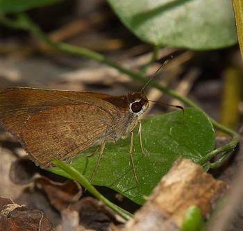 Synapte malitiosa