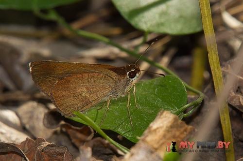 Synapte malitiosa