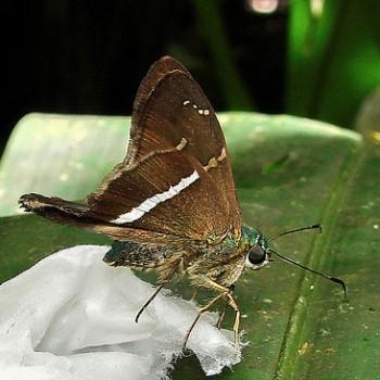Aguna albistria