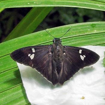 Chrysoplectrum epicincea