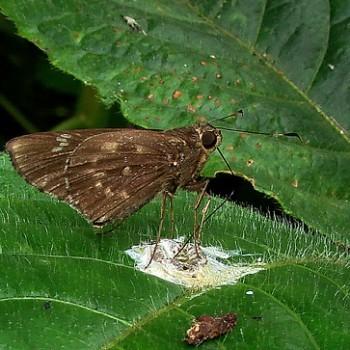 Naevolus orius