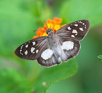 Hyalothyrus leucomelas