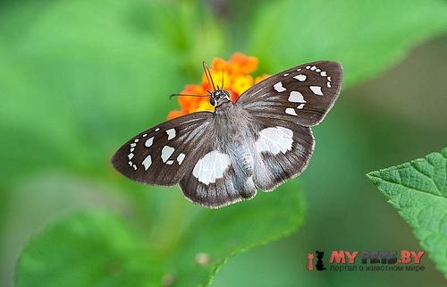 Hyalothyrus leucomelas