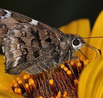 Codatractus bryaxis