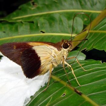Saliana placens