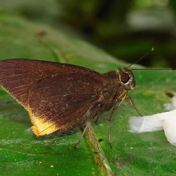 Astraptes phalaecus