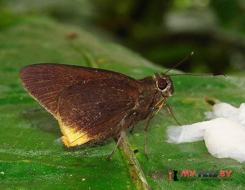 Astraptes phalaecus