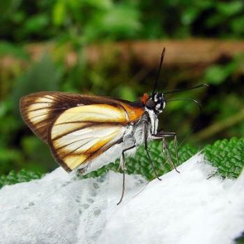 Vettius diversa