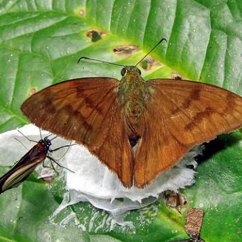 Astraptes galesus