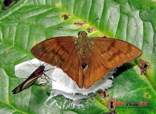 Astraptes galesus