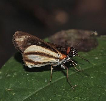 Vettius marcus