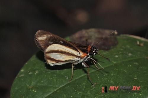 Vettius marcus