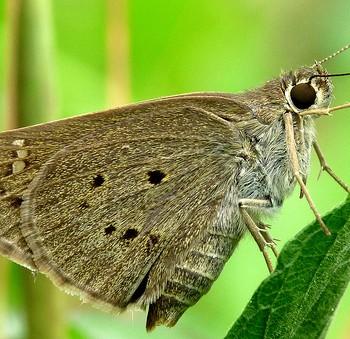 Suastus gremius