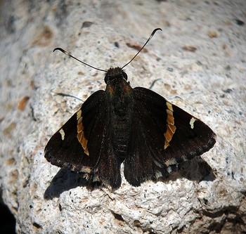 Autochton pseudocellus