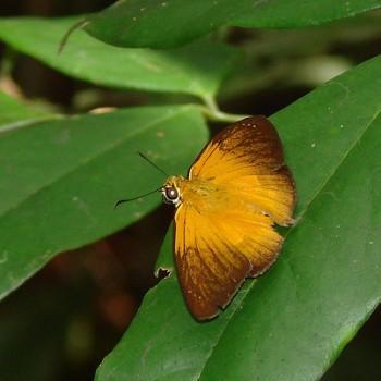 Augiades epimethea