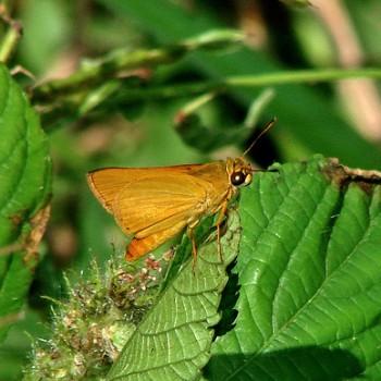 Zariaspes mythecus