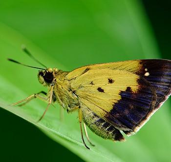 Zographetus satwa