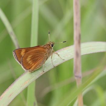 Problema byssus