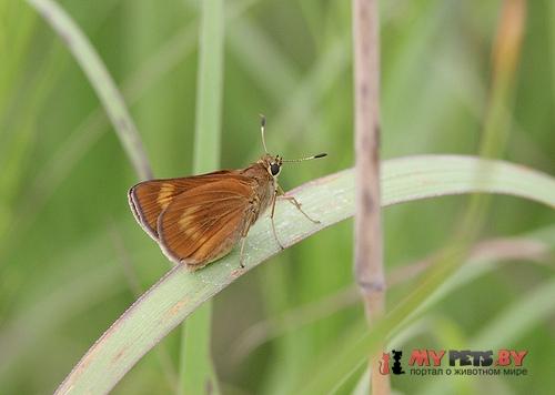 Problema byssus