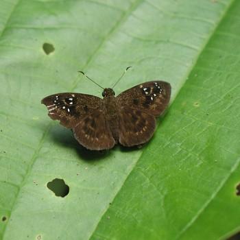 Celaenorrhinus monartus