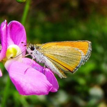 Oarisma edwardsii