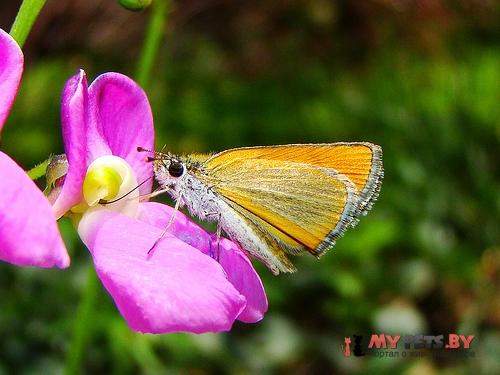 Oarisma edwardsii