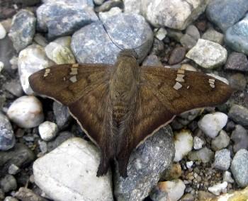 Polythrix asine