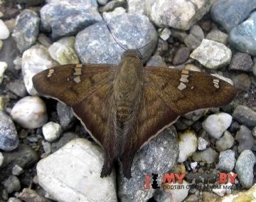 Polythrix asine