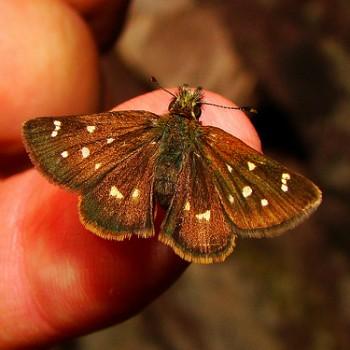 Piruna polingii