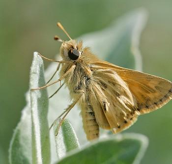 Polites sabuleti