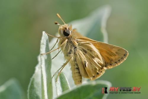 Polites sabuleti