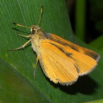 Problema bulenta