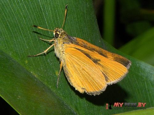 Problema bulenta