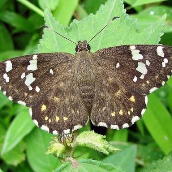 Celaenorrhinus ambareesa
