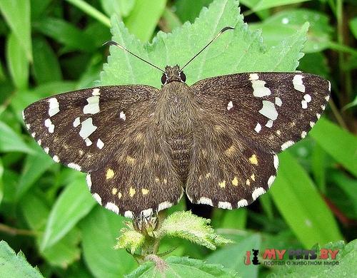 Celaenorrhinus ambareesa