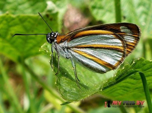 Vettius coryna