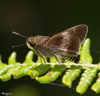 Platylesches neba