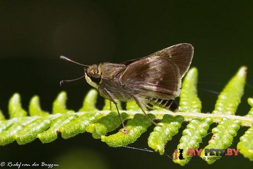 Platylesches neba