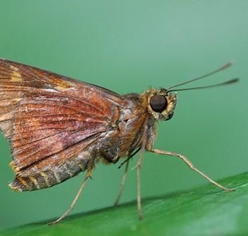 Sabera dobboe