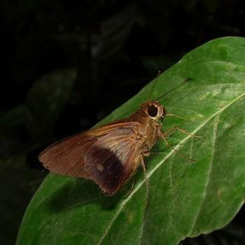 Saliana salona