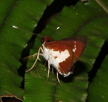 Sabera caesina