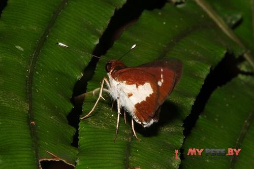 Sabera caesina