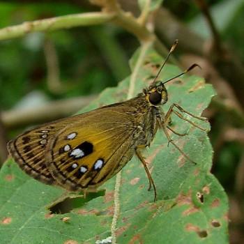 Pheraeus honta