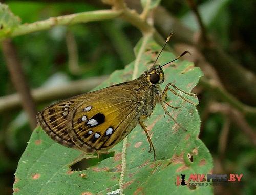 Pheraeus honta