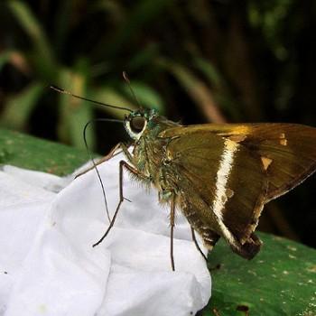Niconiades xanthaphes