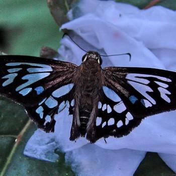 Phanus grandis