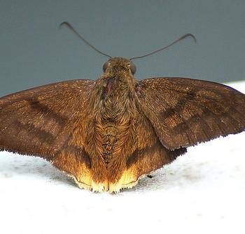 Astraptes anaphus