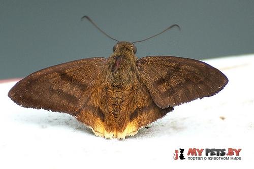 Astraptes anaphus