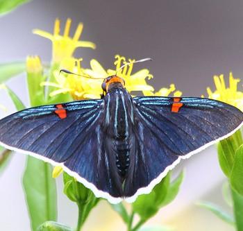 Phocides polybius