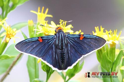 Phocides polybius